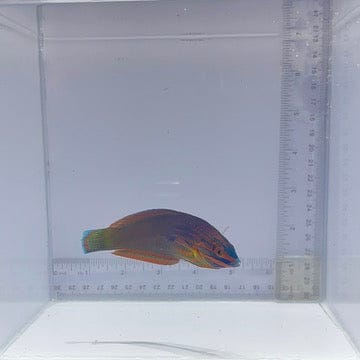 Red Lined Wrasse (Halichoeres biocellatus)