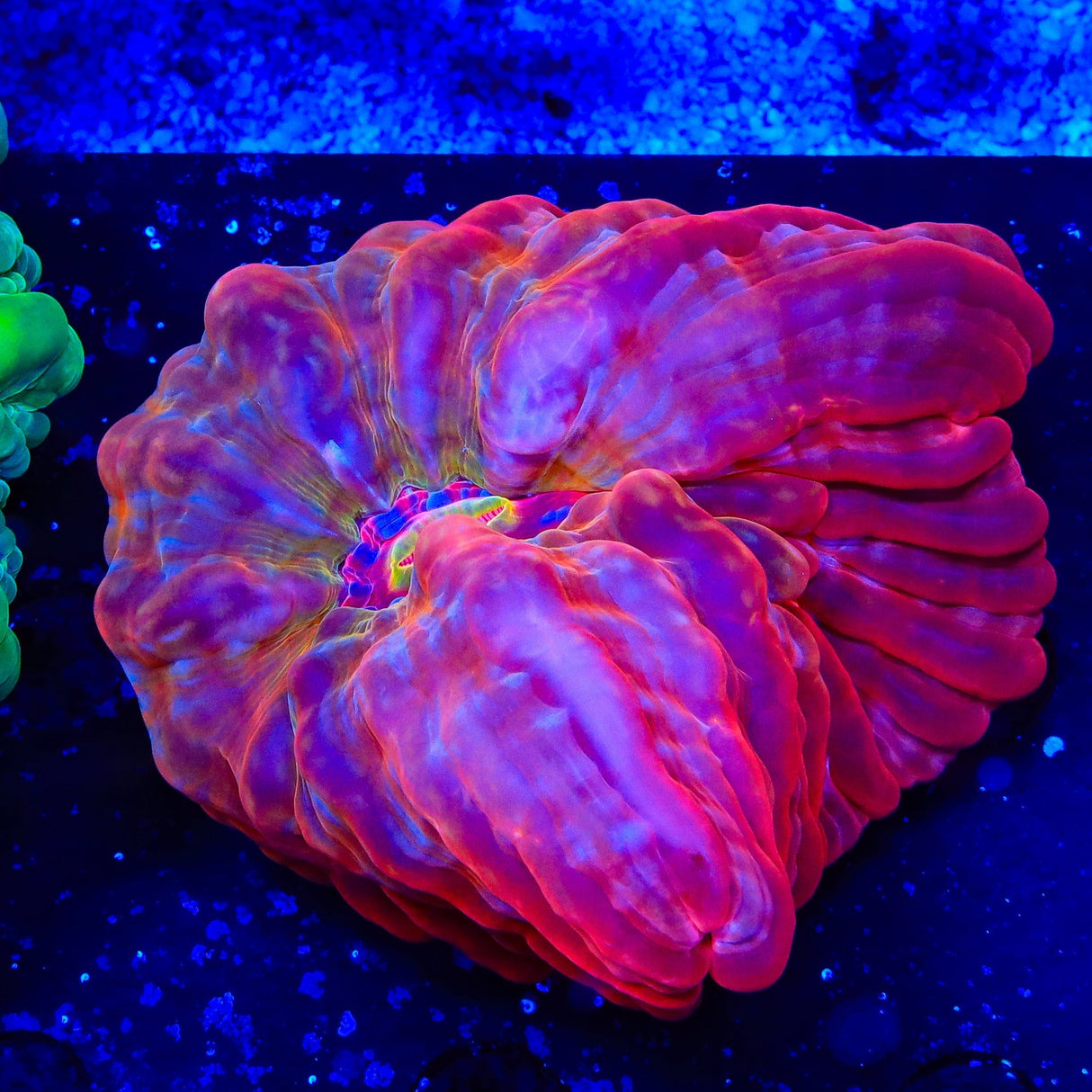 Red Rainbow Cynarina Coral