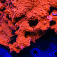 Red Setosa Montipora Coral