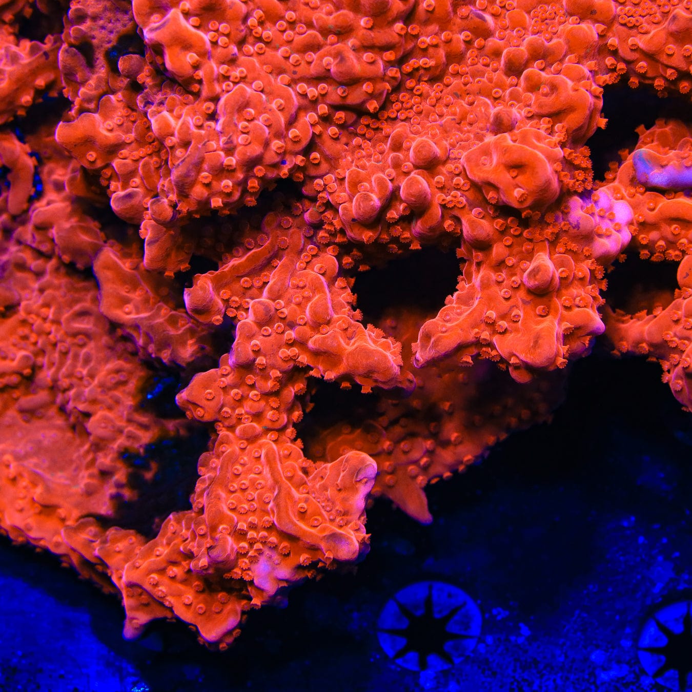 Red Setosa Montipora Coral