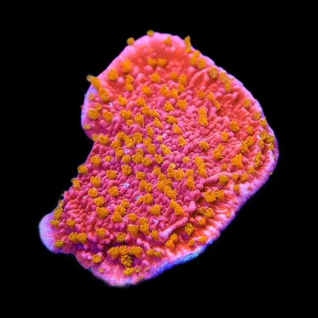 Reeftech Starburst Montipora Coral