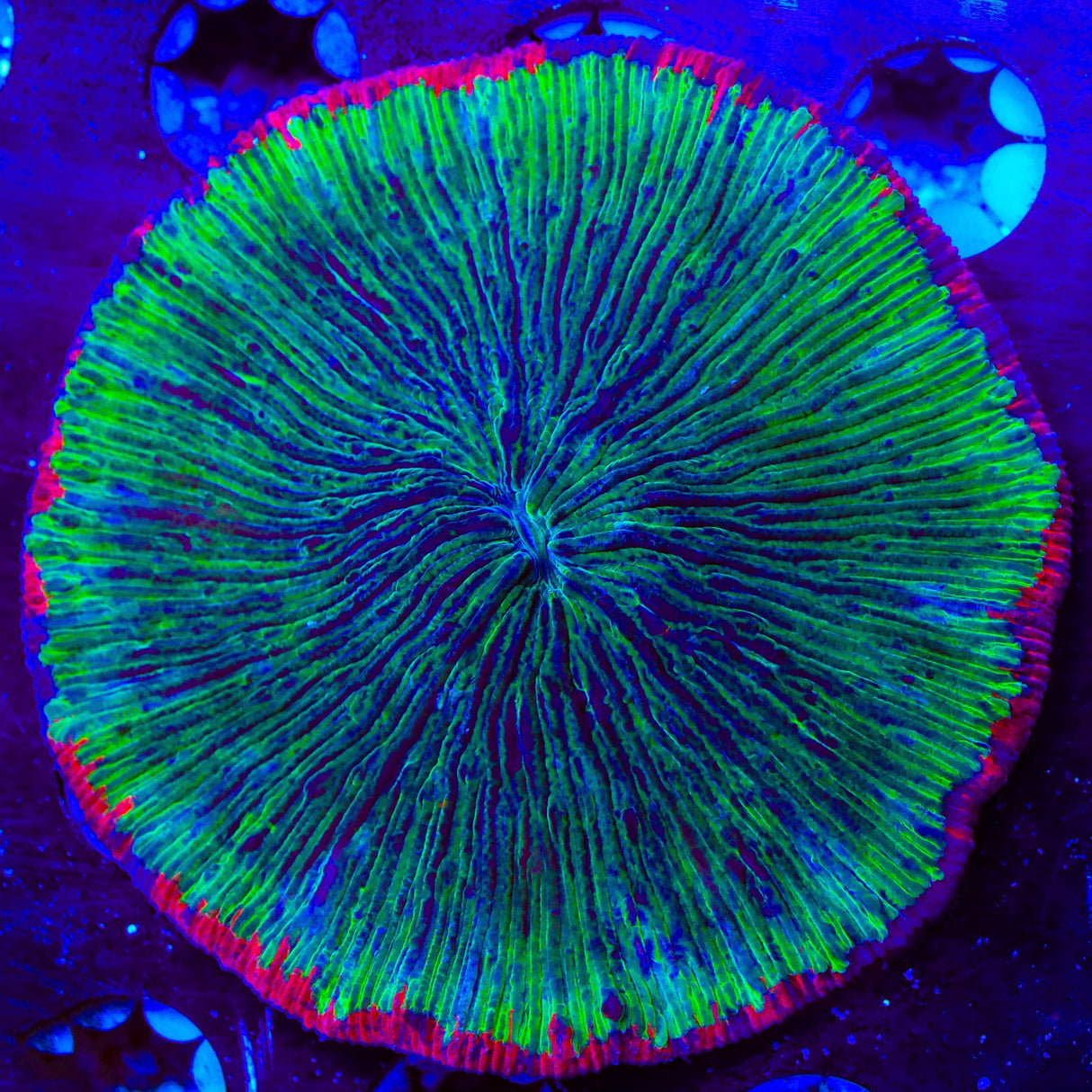 Reverse Watermelon Fungia Plate Coral