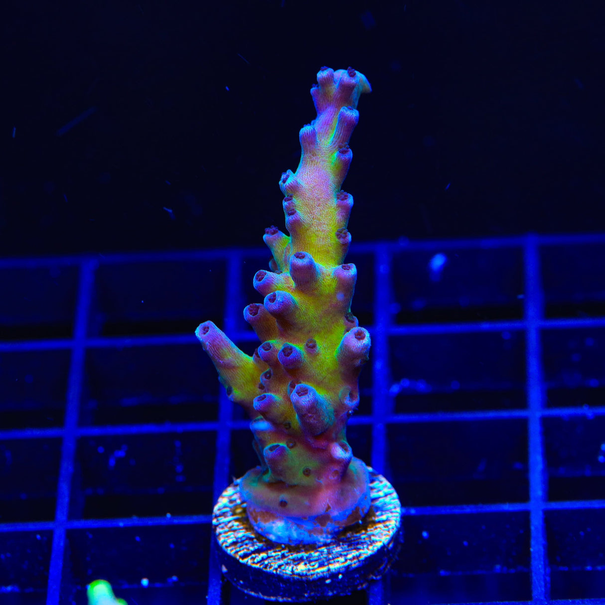 RR Aussie Gold Acropora Coral