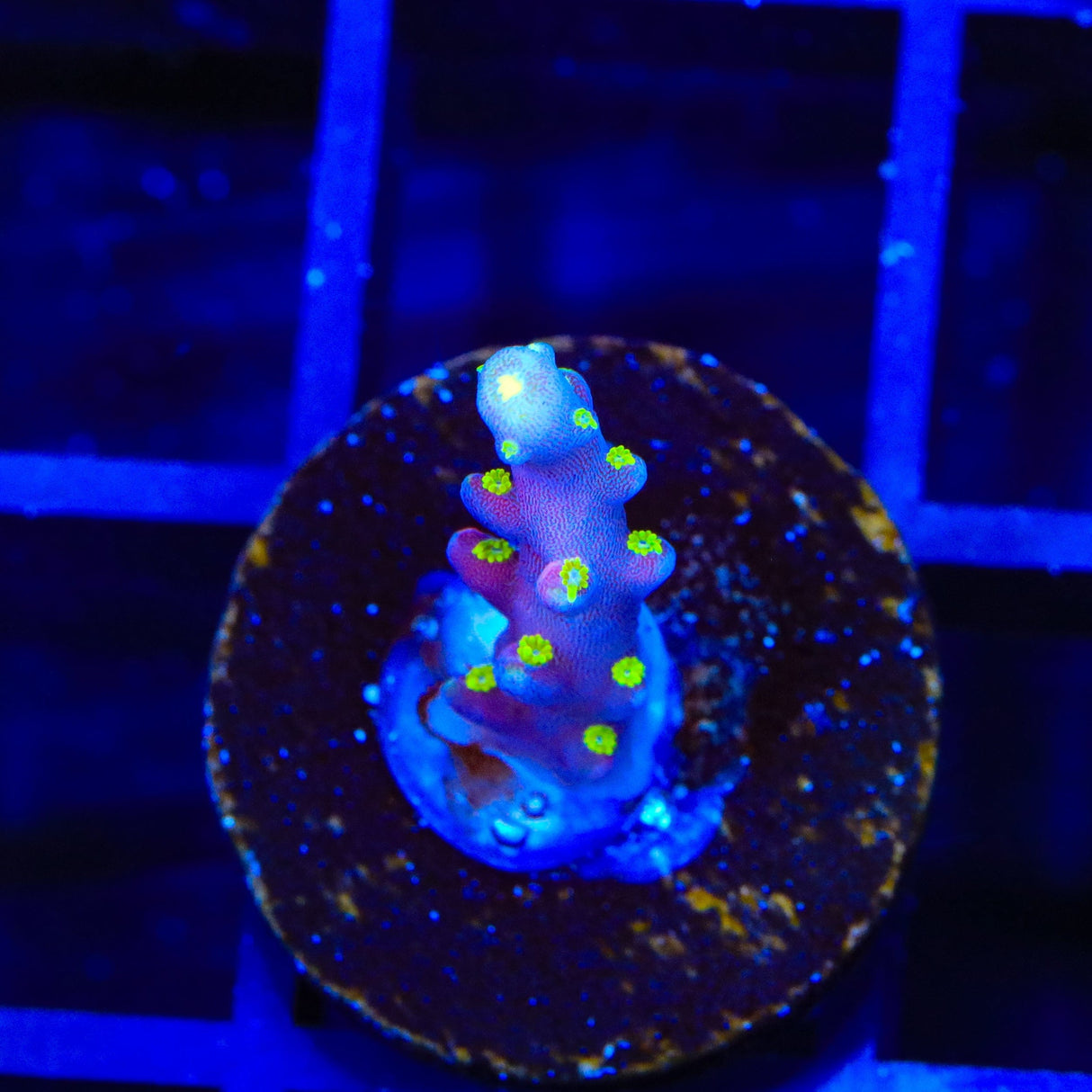 RR Firecracker Acropora Coral