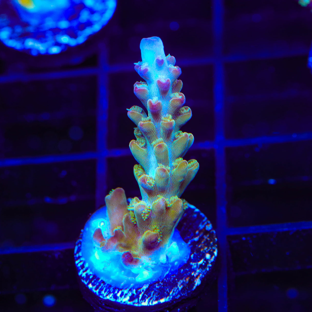 RR Olympus Acropora Coral