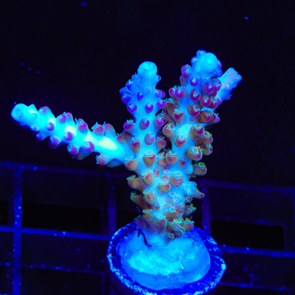 RR Olympus Acropora Coral