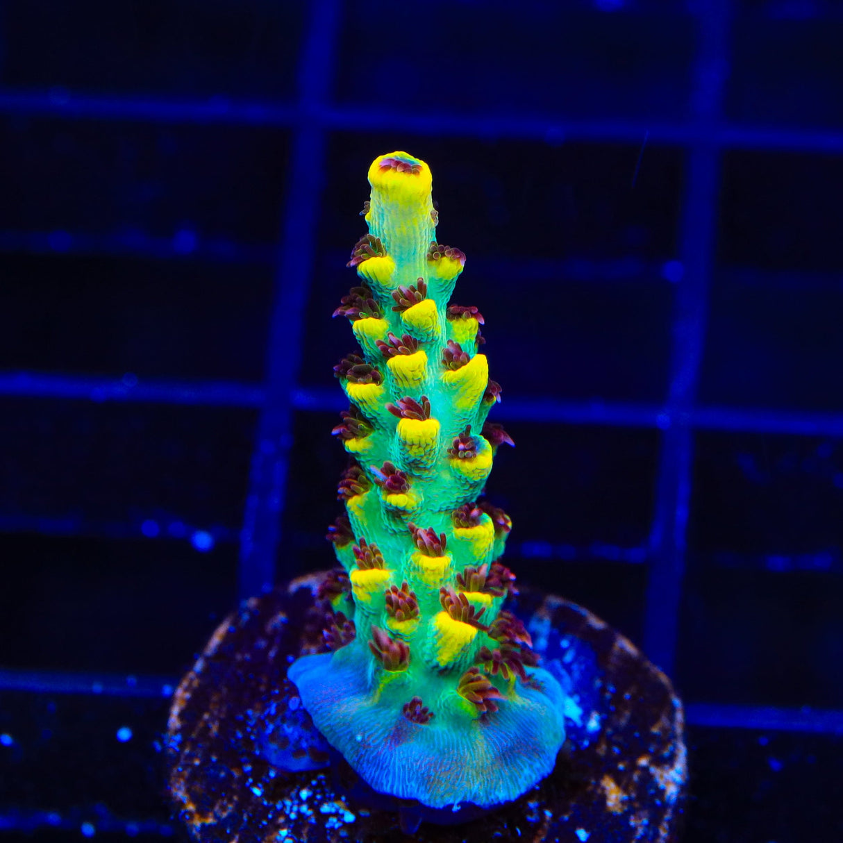 RR Pink Floyd Acropora Coral