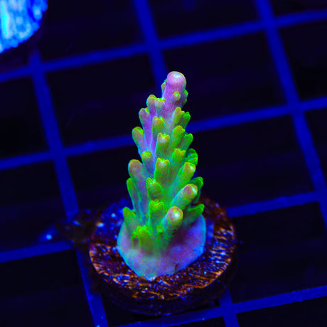 RR Rainbow Loom Acropora Coral
