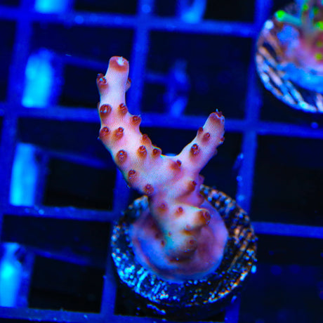RR Robinhood Acropora Coral