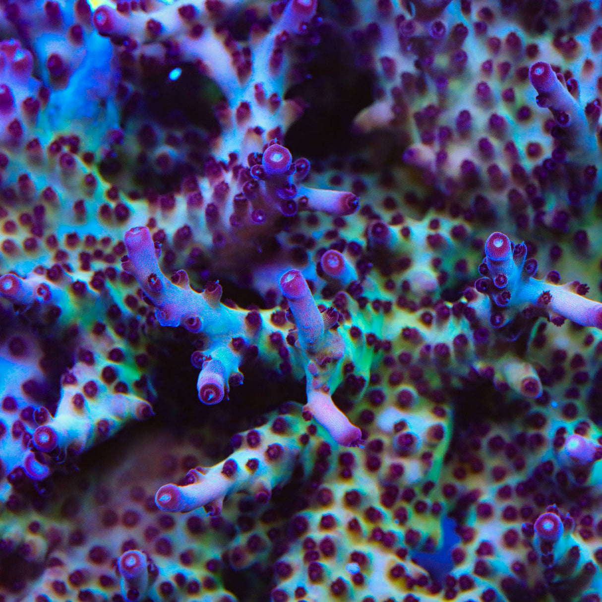 RR Robinhood Acropora Coral