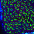 RR Spicy Lemon Favia Coral