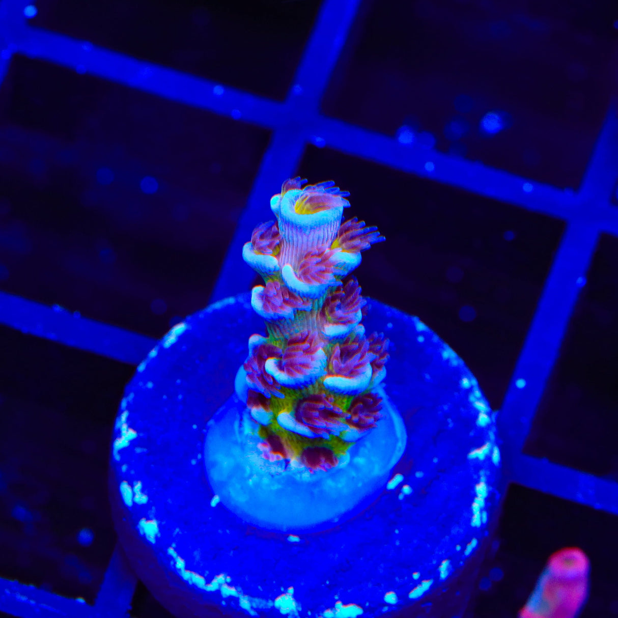 RRC Angry Birds Acropora Coral