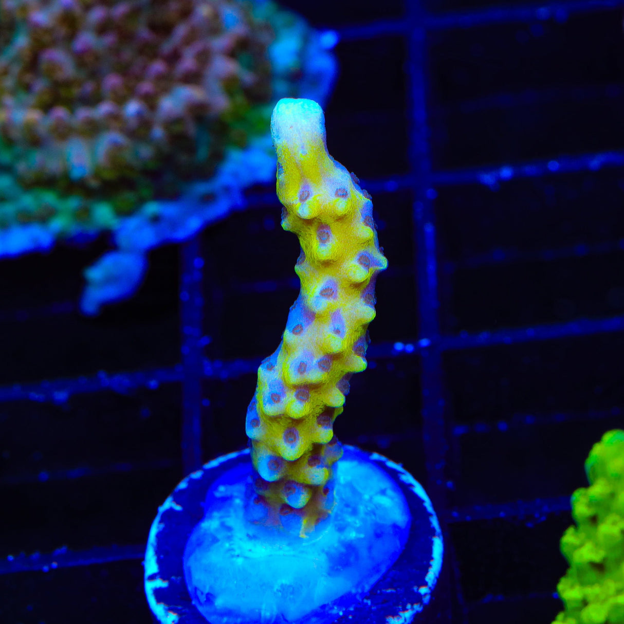 RRC Goldenrod Anacropora Coral