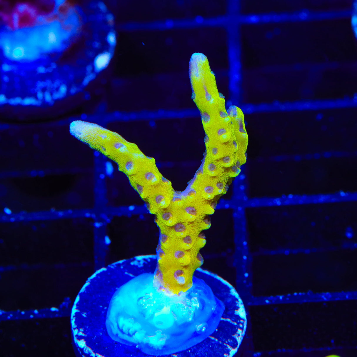 RRC Goldenrod Anacropora Coral