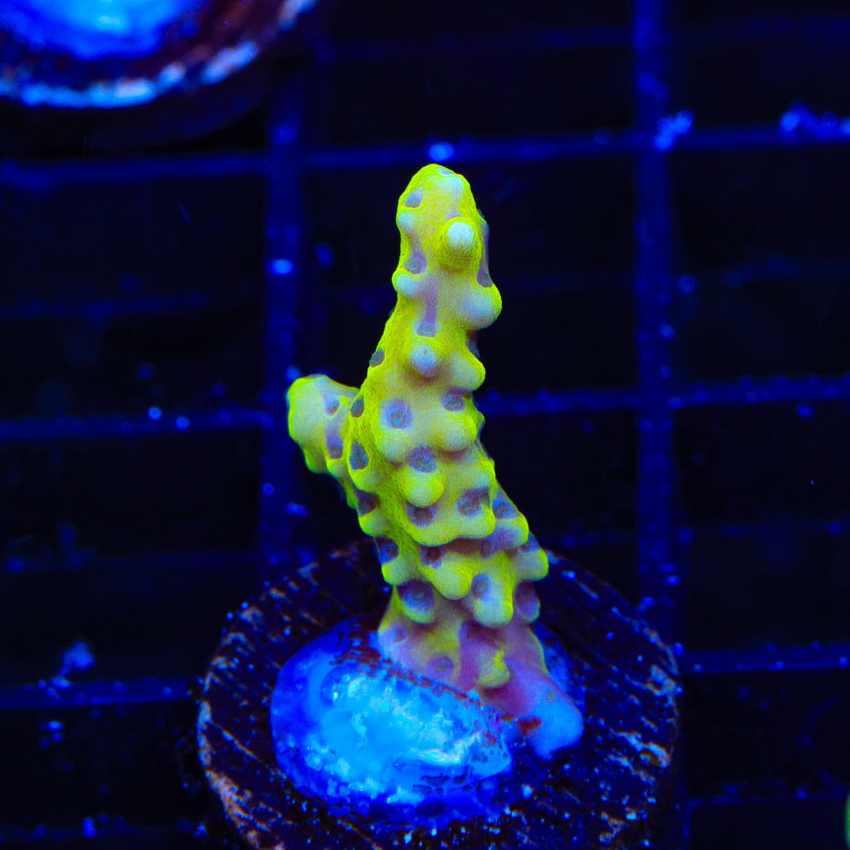 RRC Goldenrod Anacropora Coral