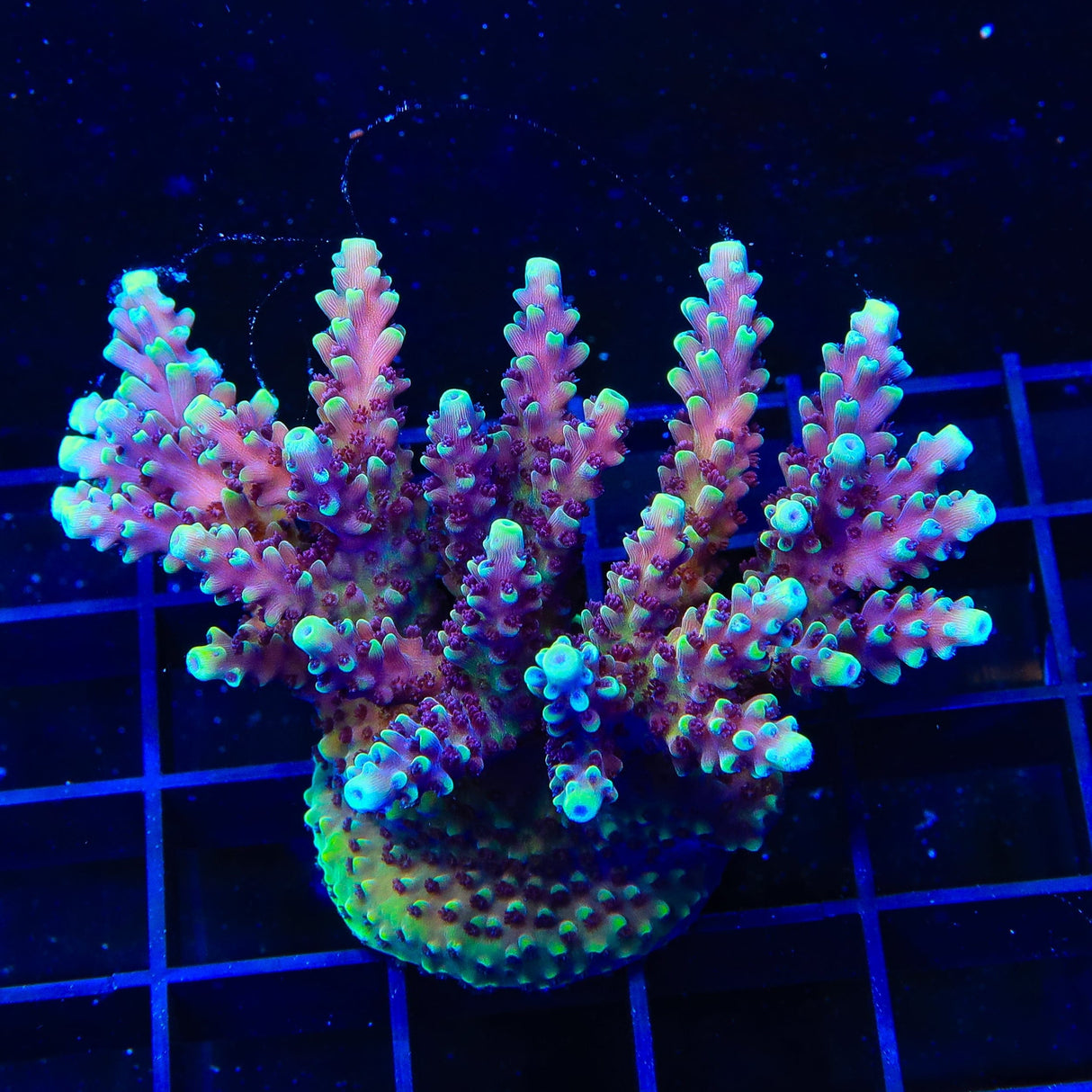 RRC Pink Cadillac Acropora Colony Coral