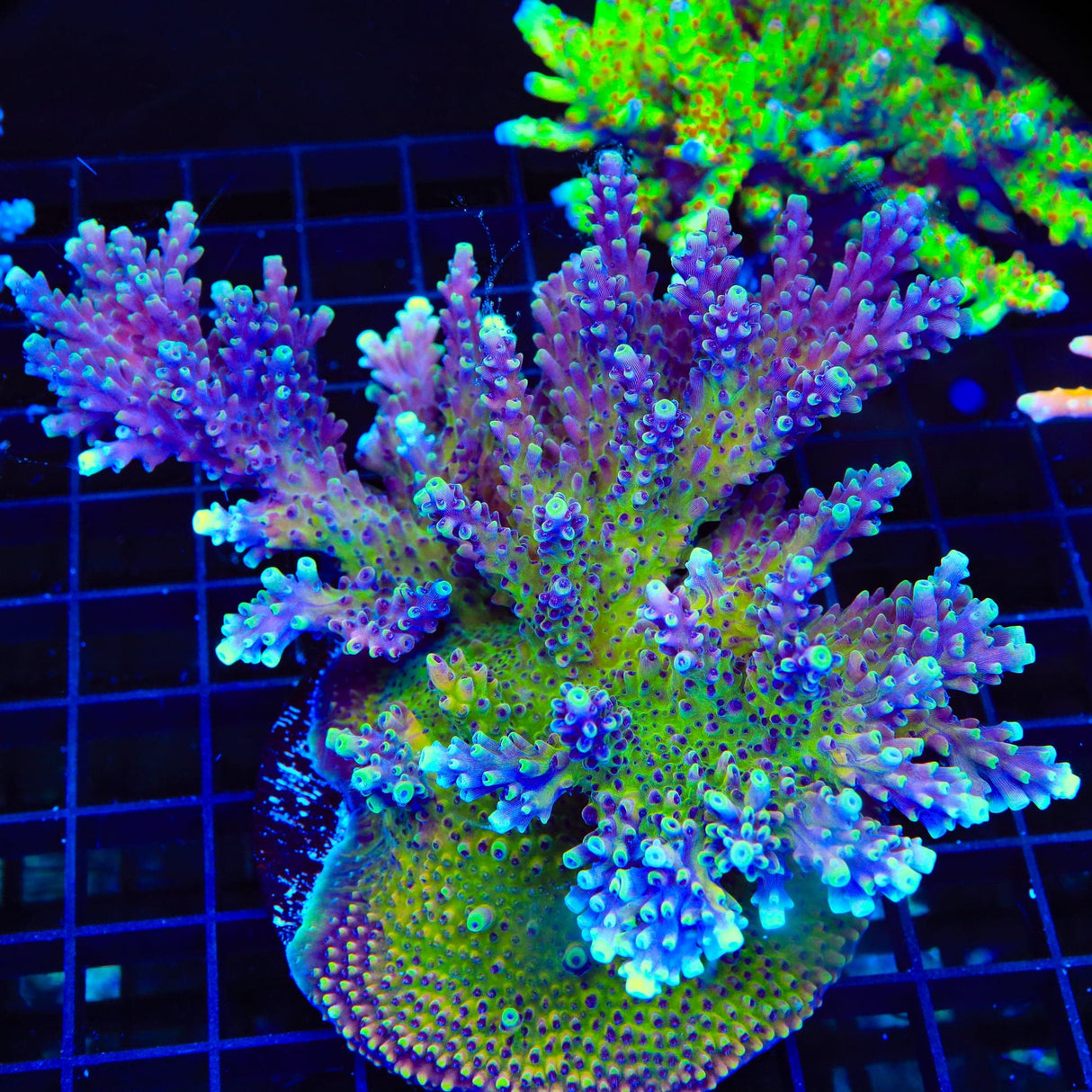 RRC Pink Cadillac Acropora Colony Coral