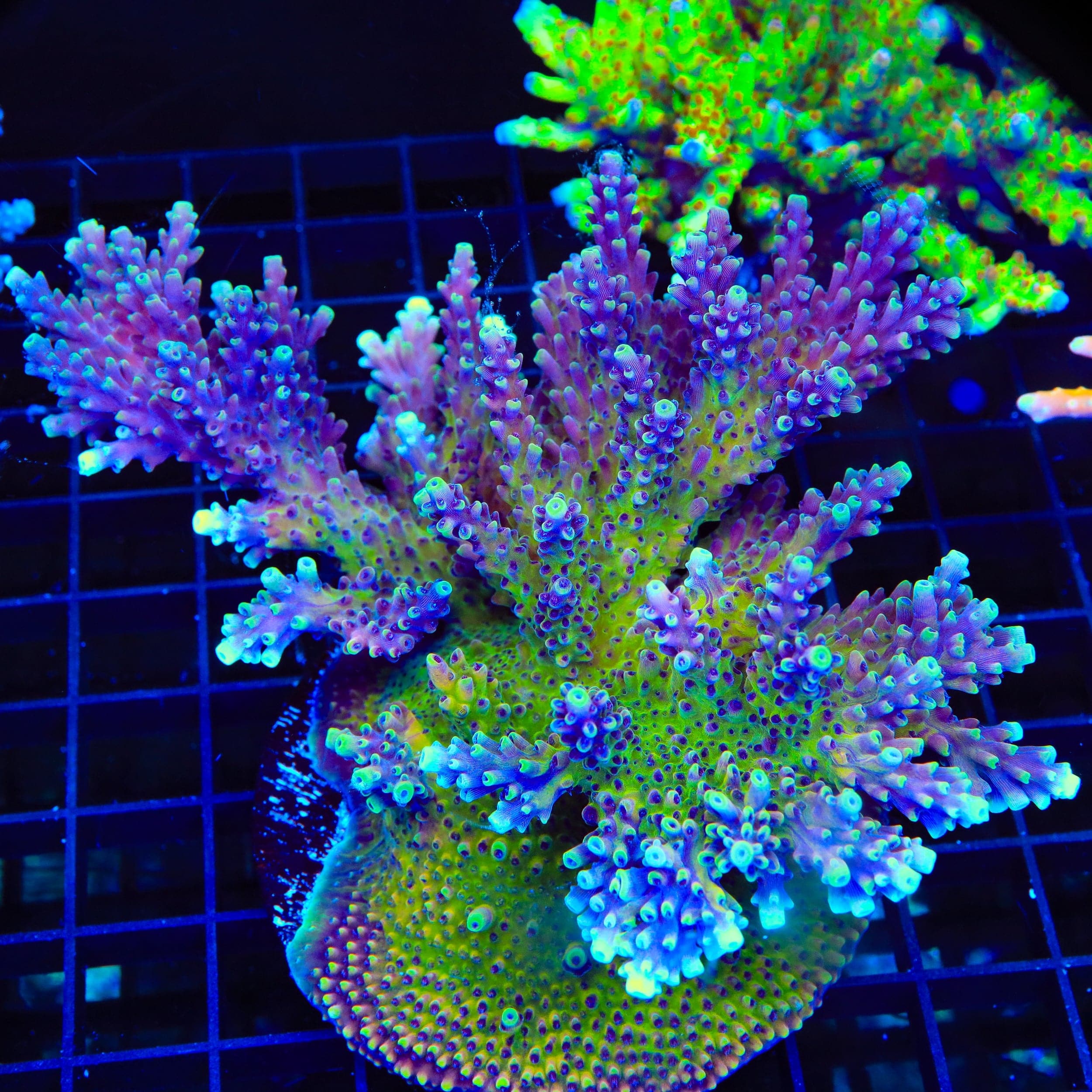 RRC Pink Cadillac Acropora Colony Coral