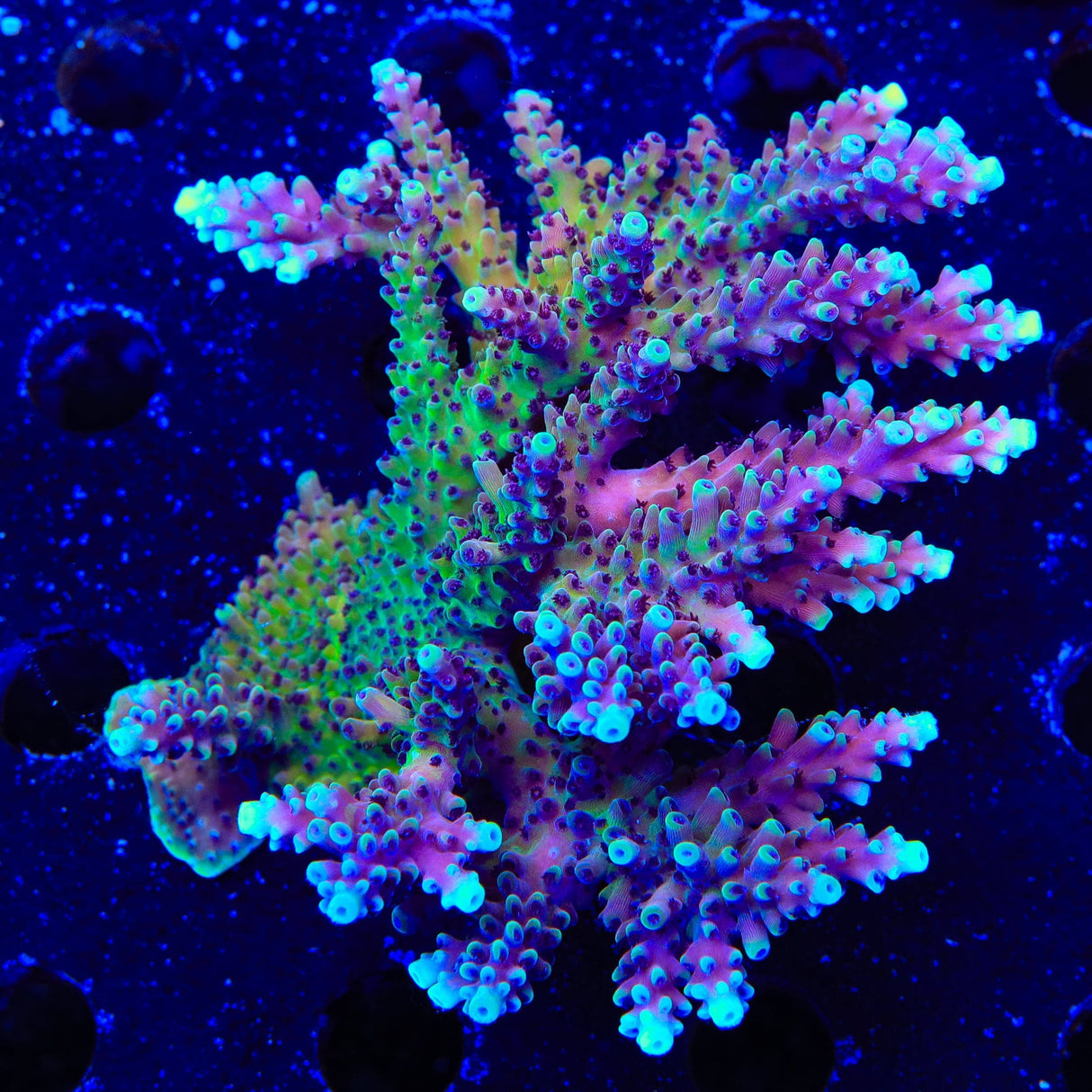 RRC Pink Cadillac Acropora Colony Coral
