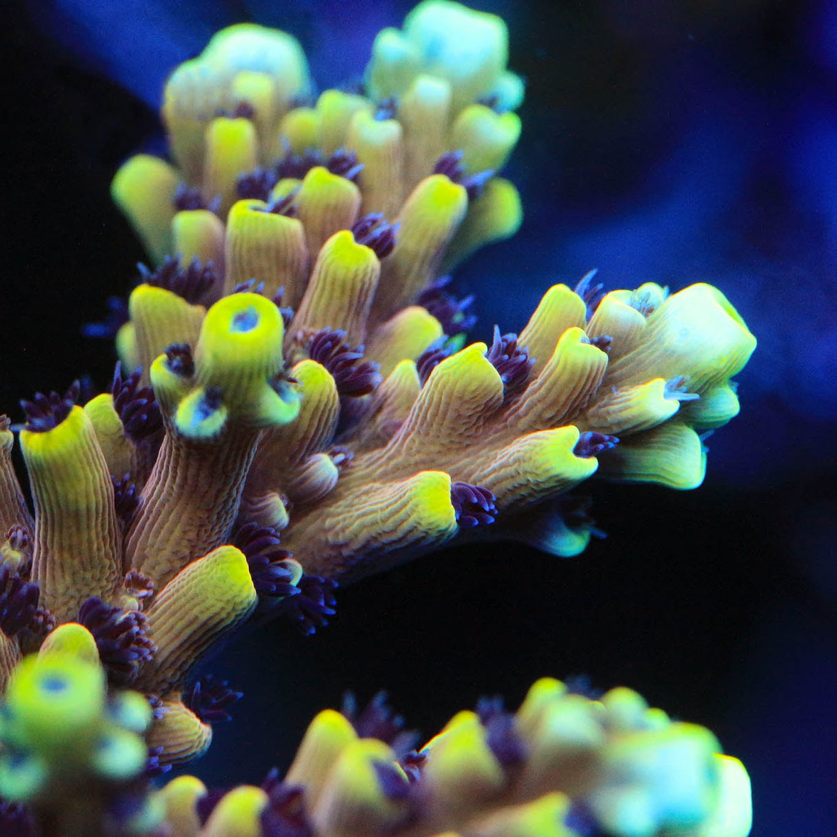 RRC Pink Cadillac Acropora Coral