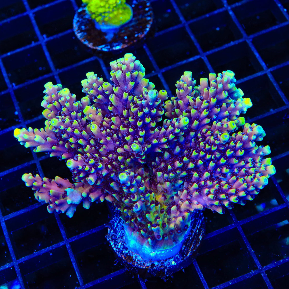 RRC Pink Cadillac Acropora XL Frag Coral