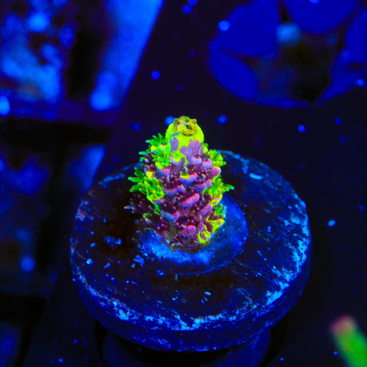 RRC Rainbow Splice Acropora Coral