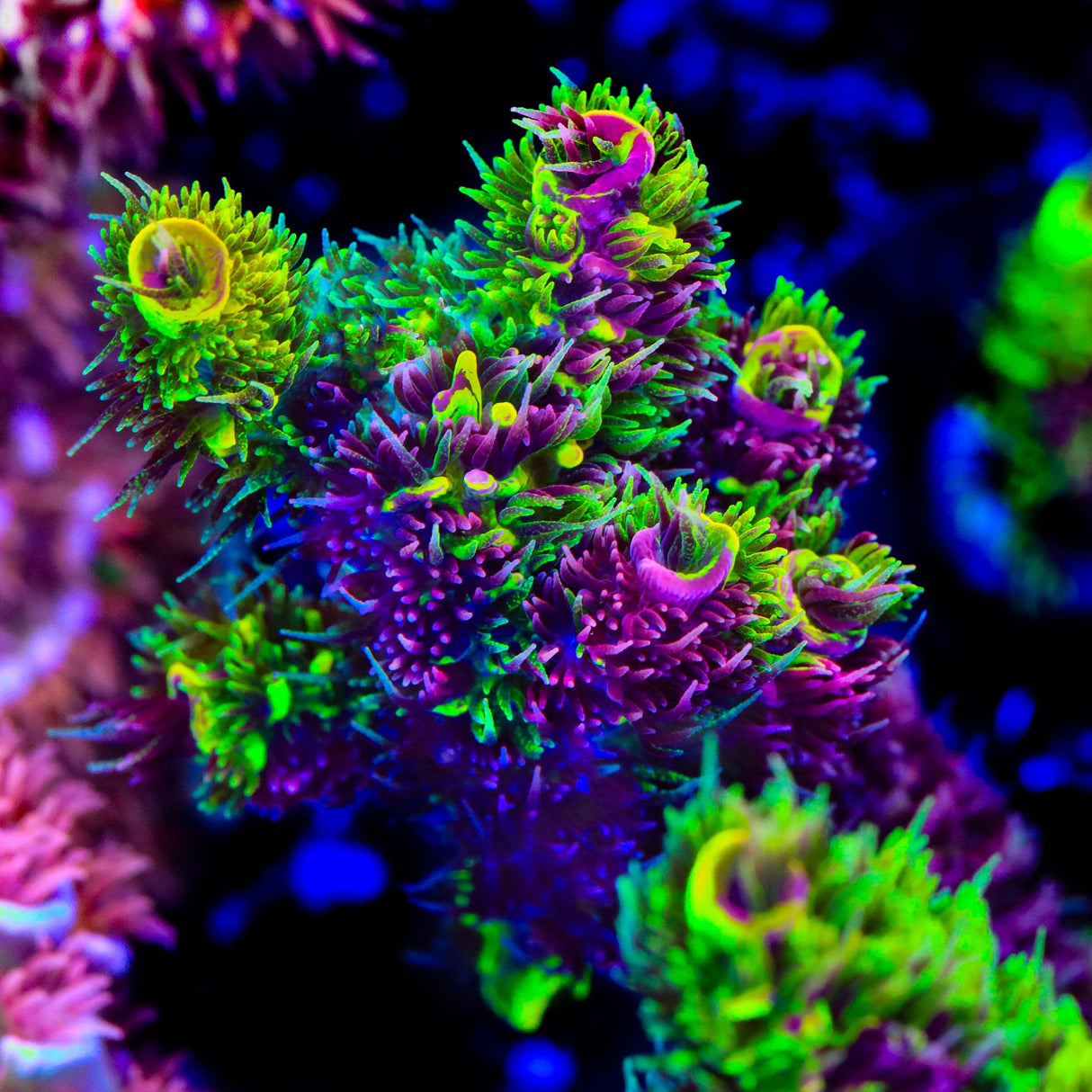RRC Rainbow Splice Acropora Coral
