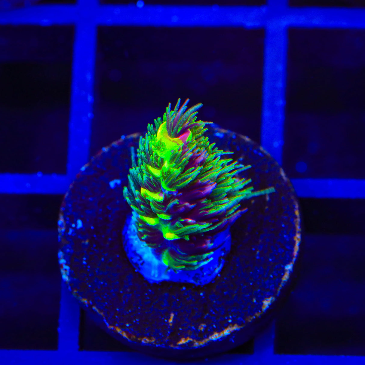 RRC Rainbow Splice Acropora Coral