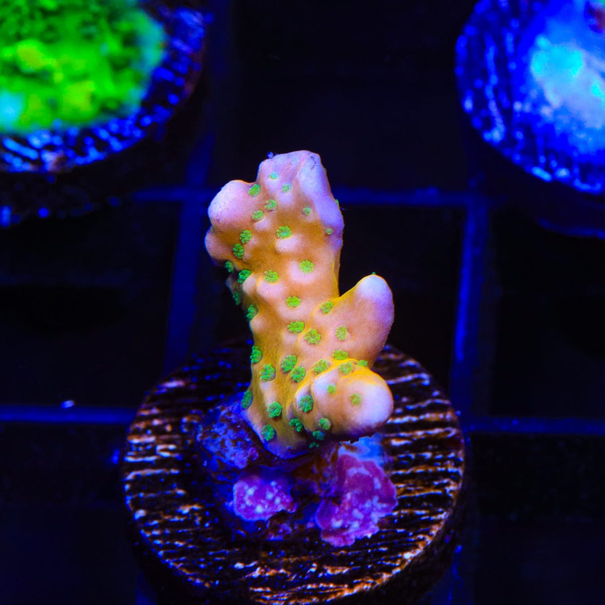 RRC Tropicana Anacropora Coral