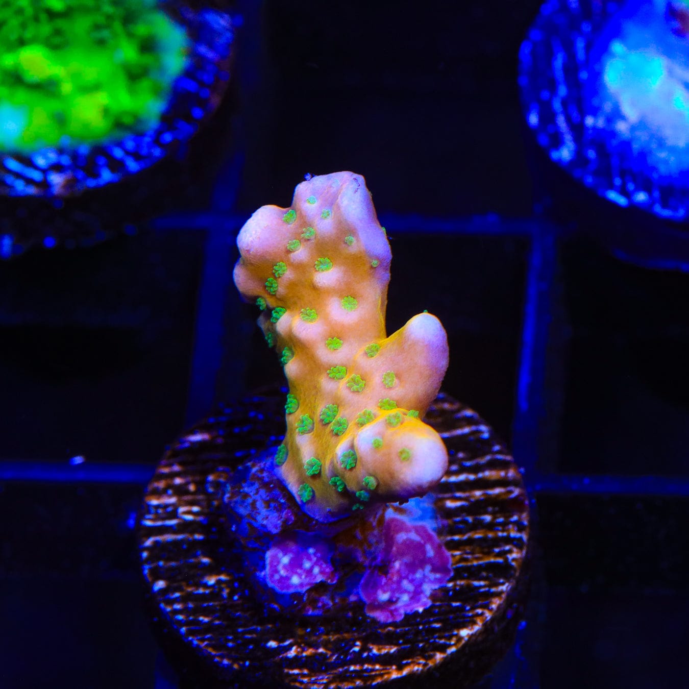 RRC Tropicana Anacropora Coral