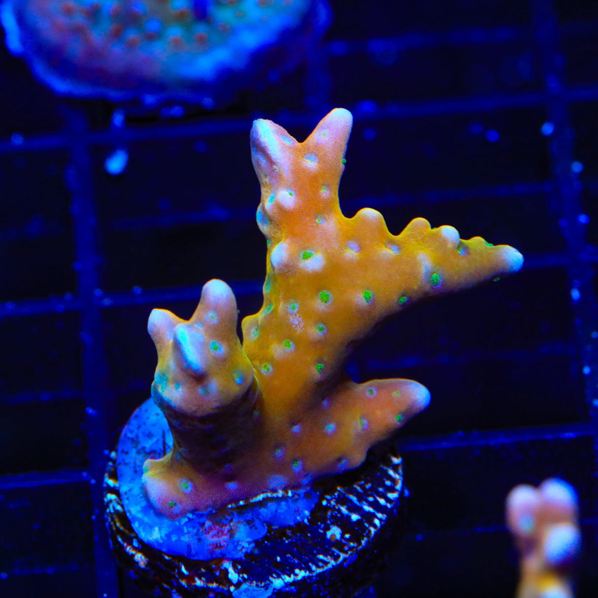 RRC Tropicana Anacropora Coral