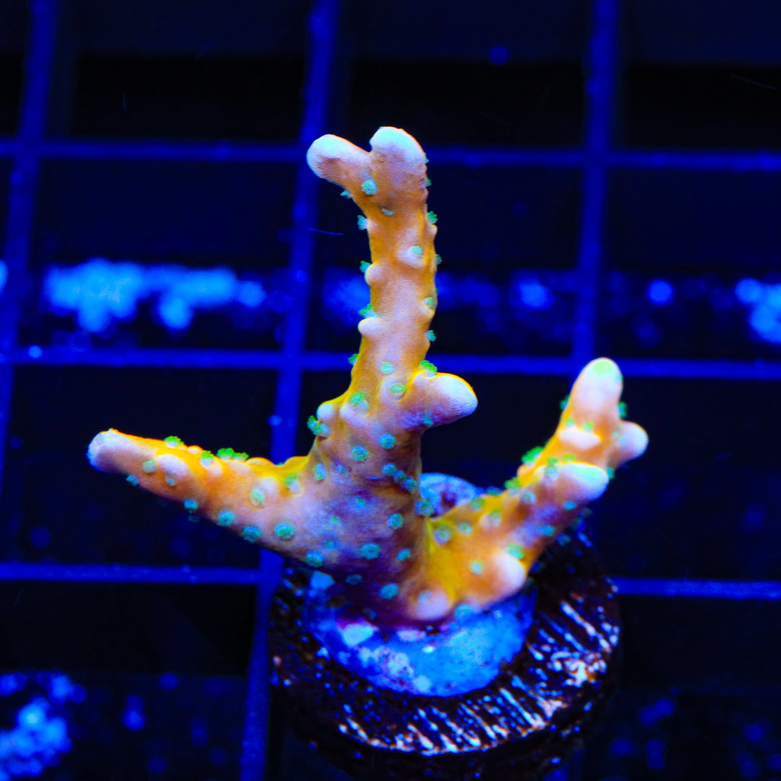 RRC Tropicana Anacropora Coral