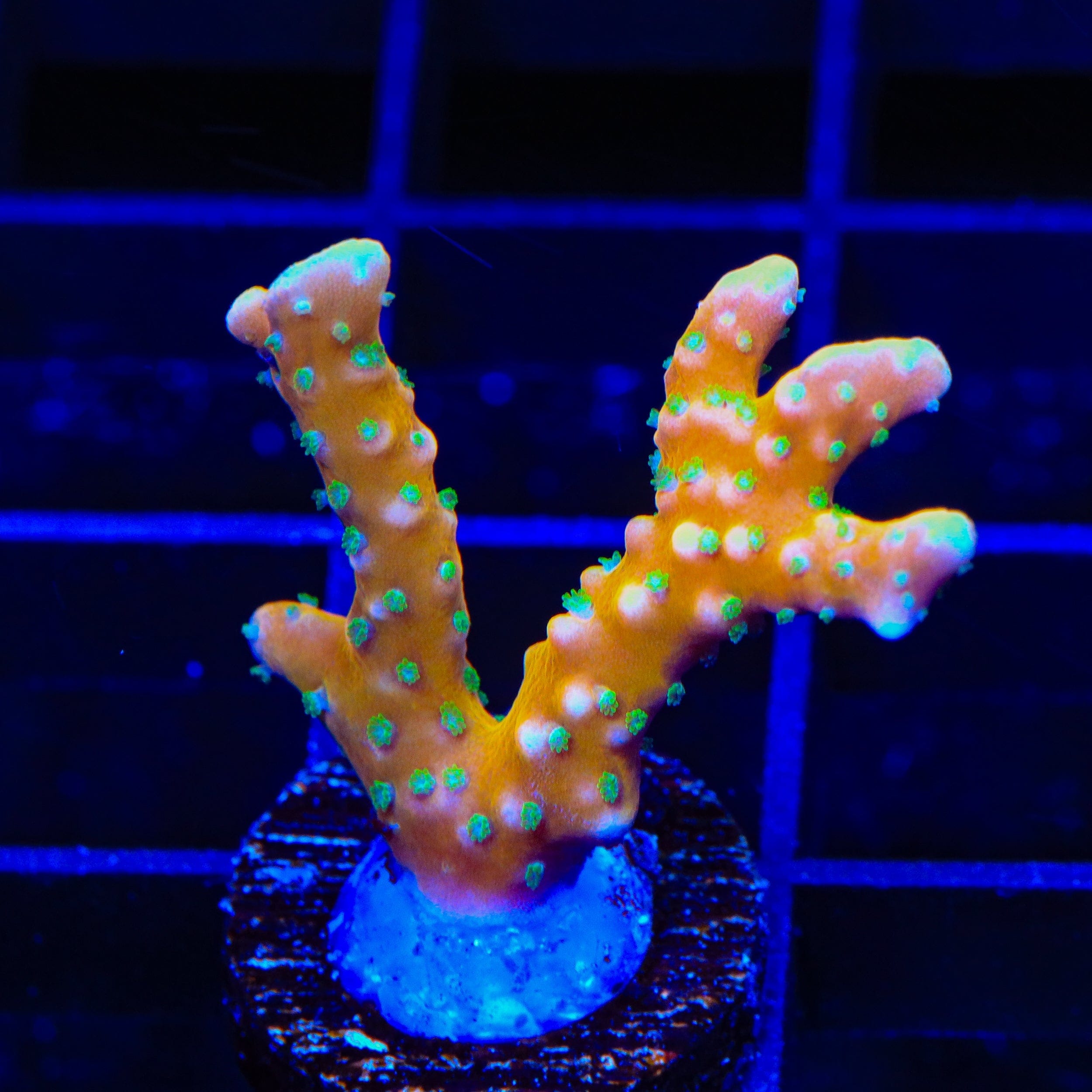 RRC Tropicana Anacropora Coral