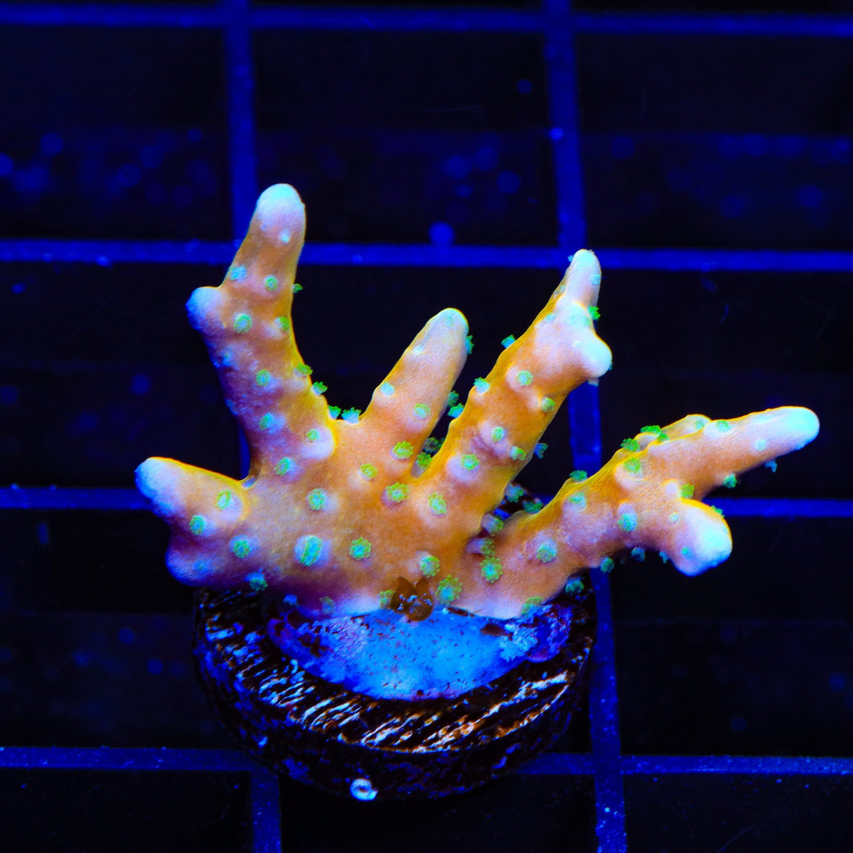 RRC Tropicana Anacropora Coral