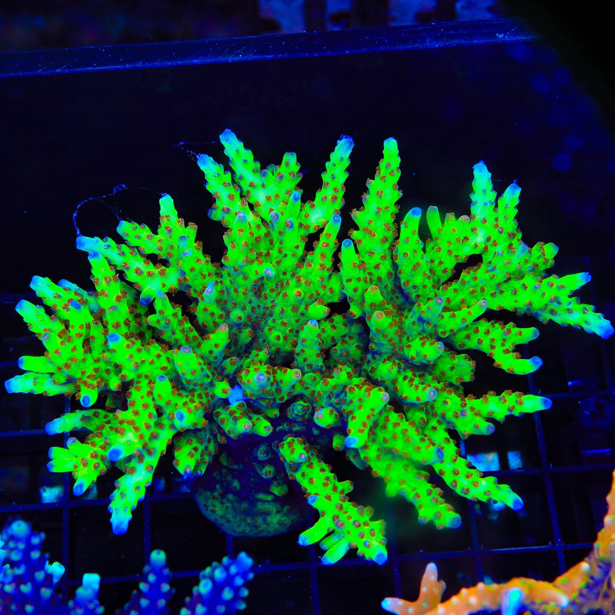 RRC Wonderland Acropora Colony Coral