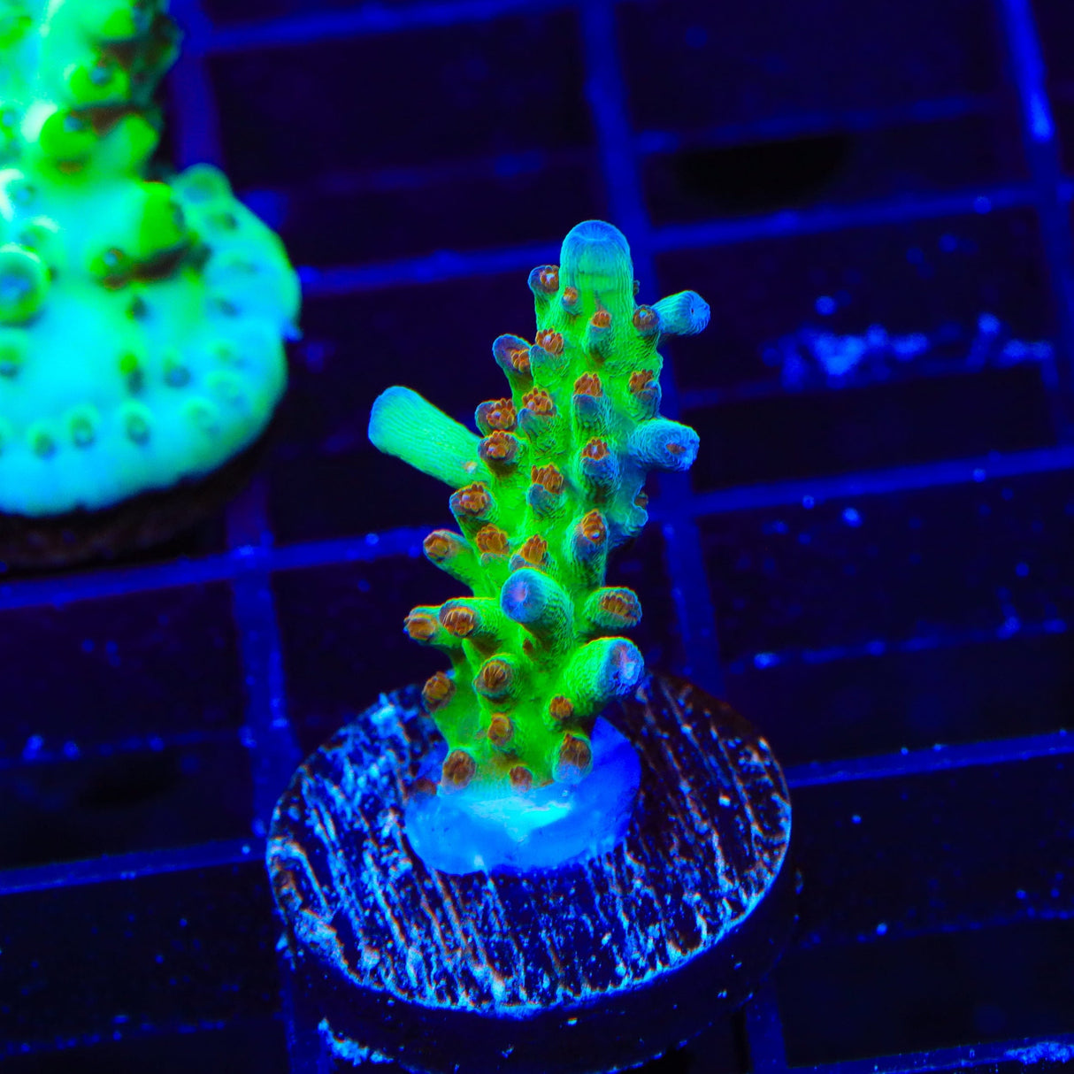RRC Wonderland Acropora Coral