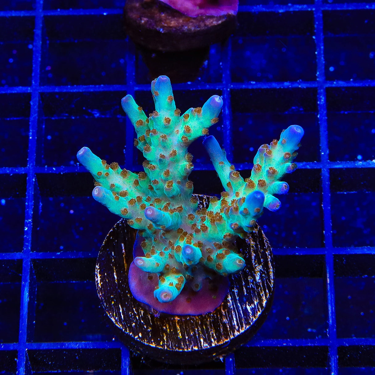 RRC Wonderland Acropora XL Frag Coral