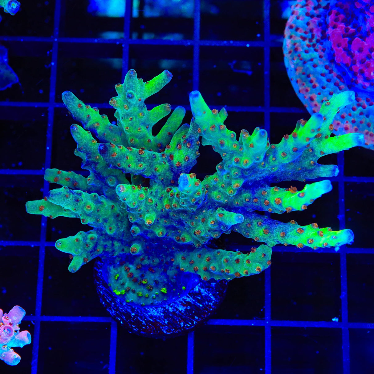 RRC Wonderland Acropora XL Frag Coral