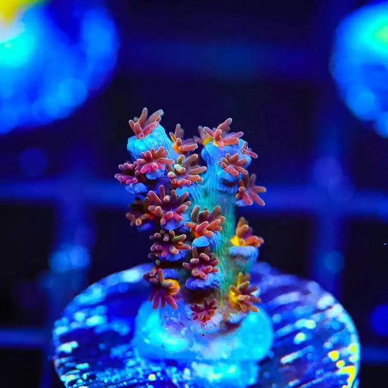RRUSA Angry Birds Acropora Coral