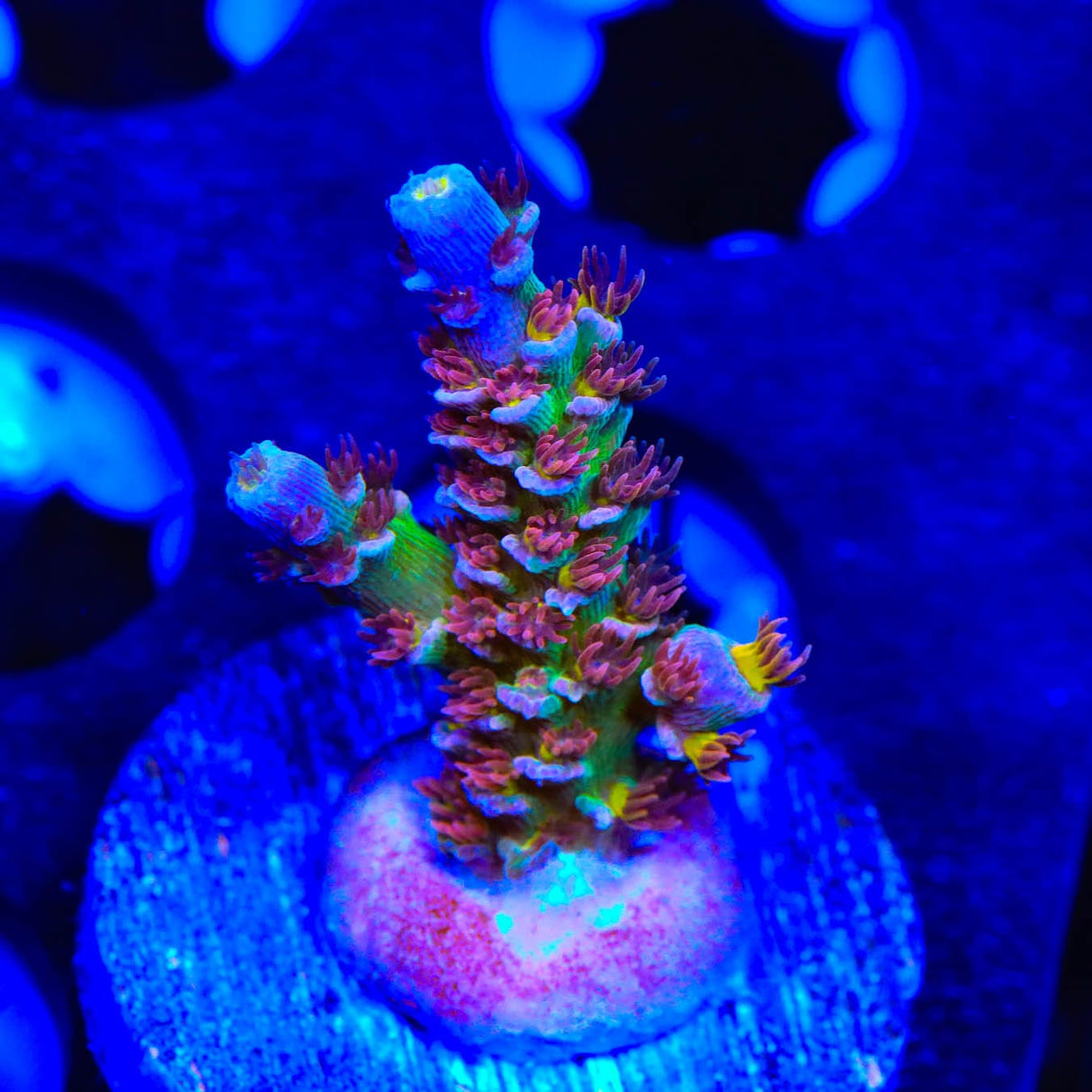 RRUSA Angry Birds Acropora Coral