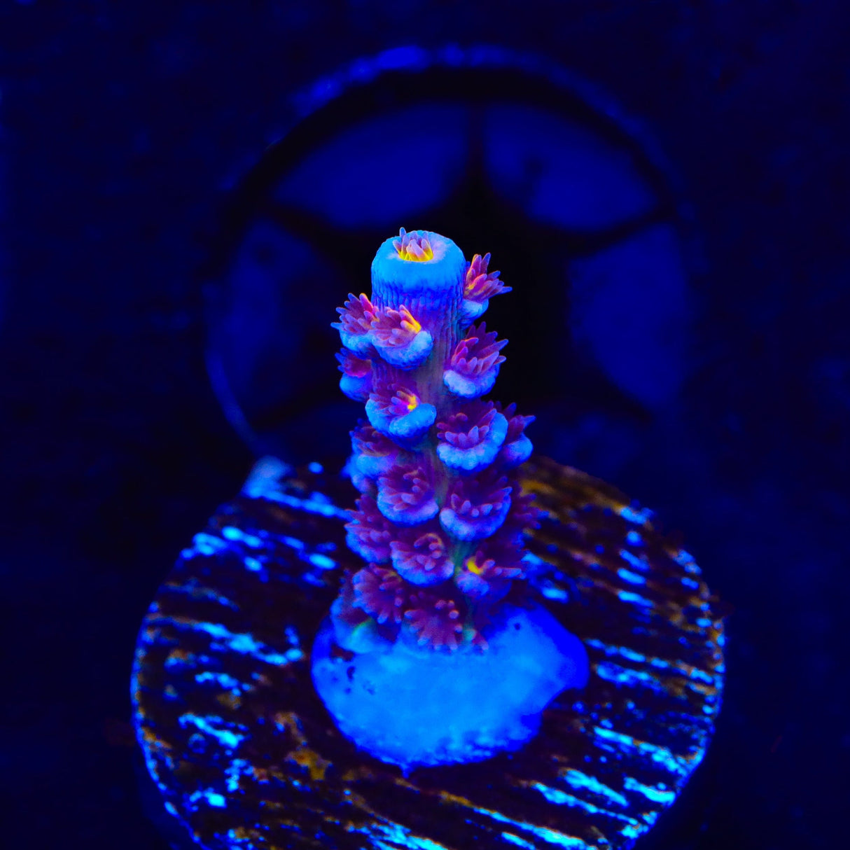 RRUSA Angry Birds Acropora Coral