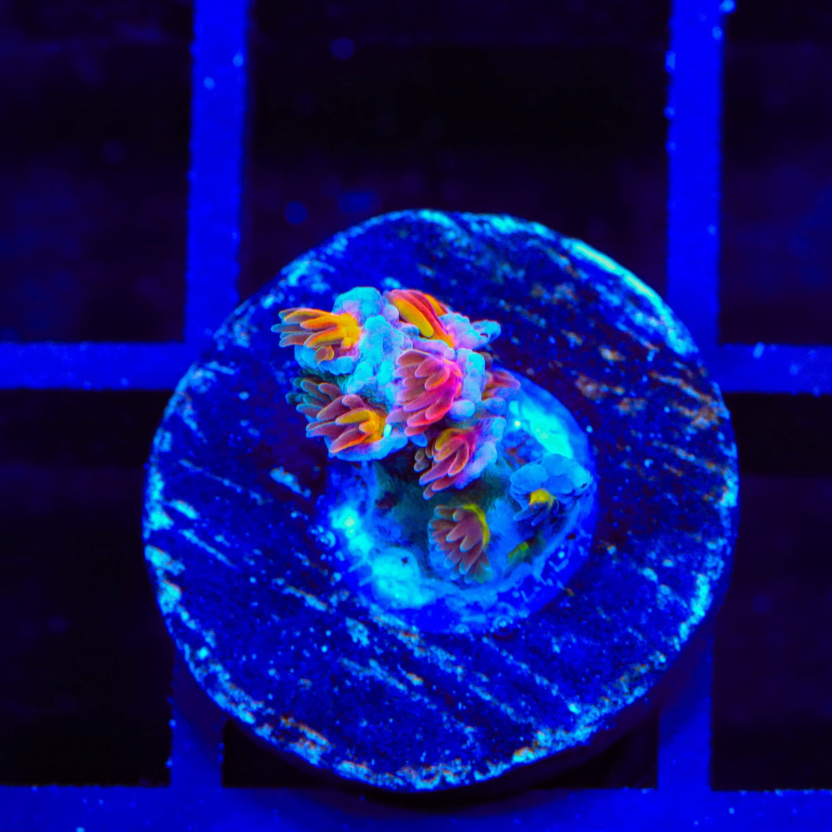 RRUSA Angry Birds Acropora Coral