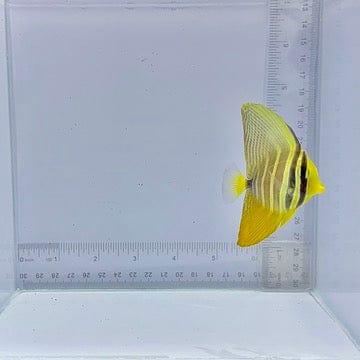 Sailfin Tang (Zebrasoma veliferum)