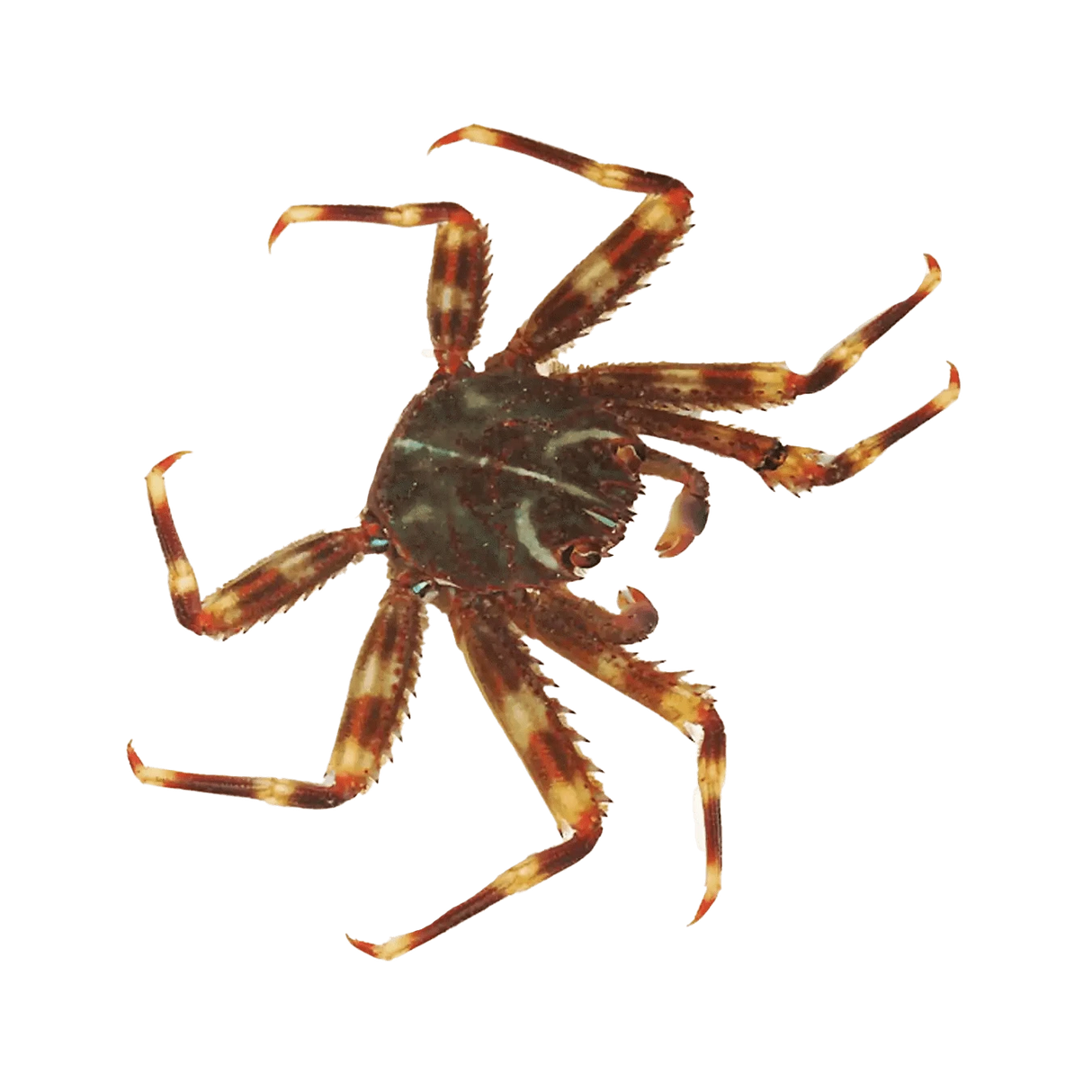 Sally Lightfoot Crab – Percnon gibbesi