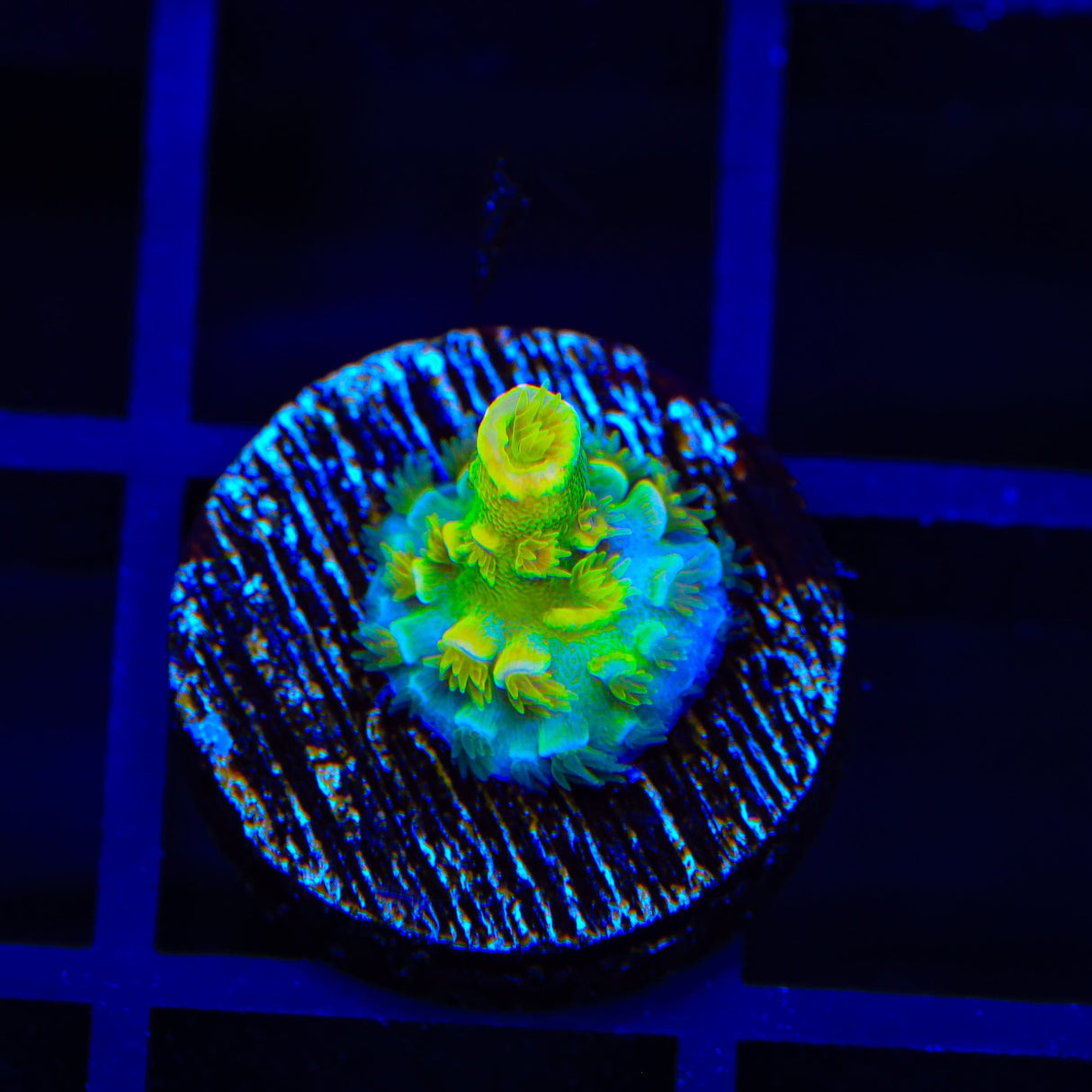 SC Orange Passion Acropora Coral