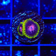 Scarlet Fever Zoanthids Coral