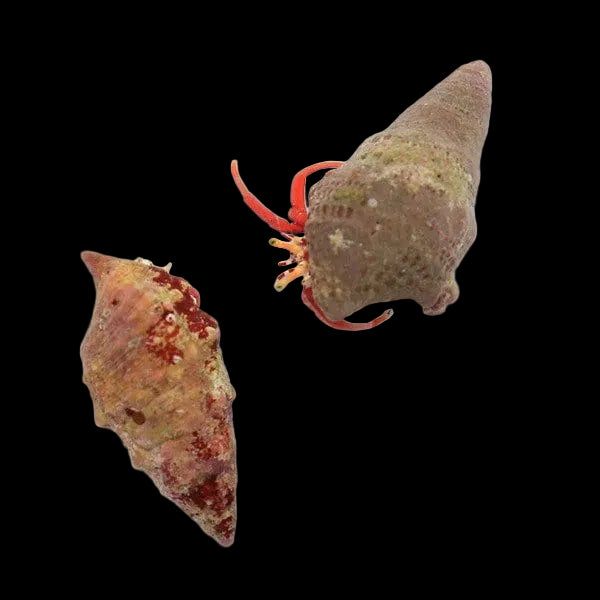 Scarlett Red Hermit Crab – Paguroidea sp.