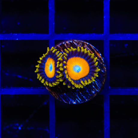 Scrambled Eggs Zoanthid Coral