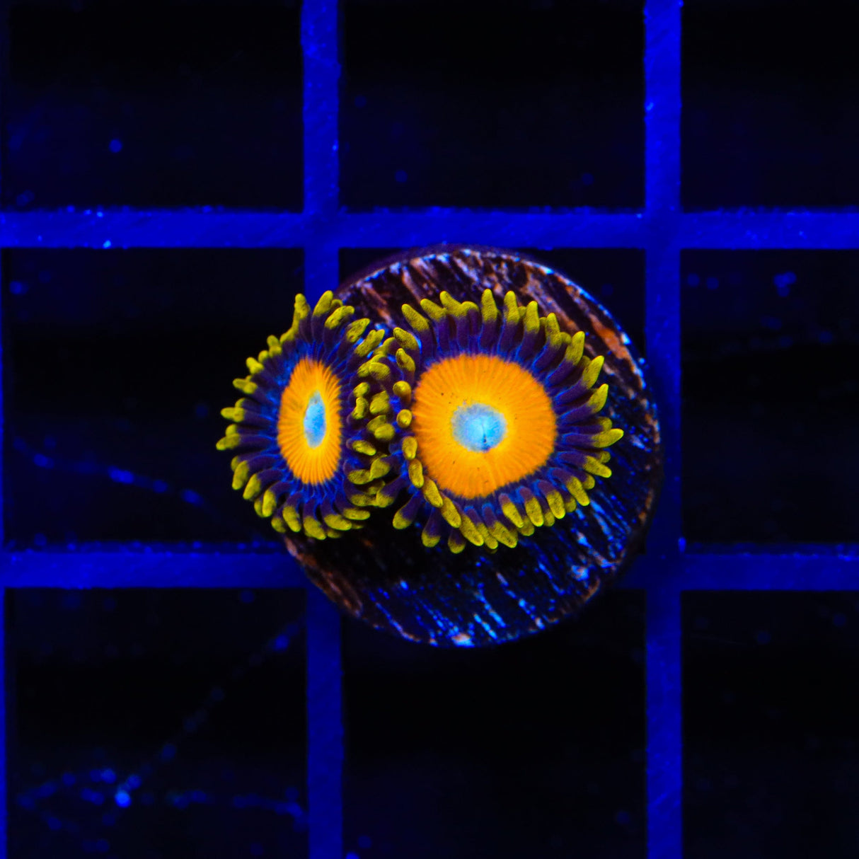 Scrambled Eggs Zoanthid Coral