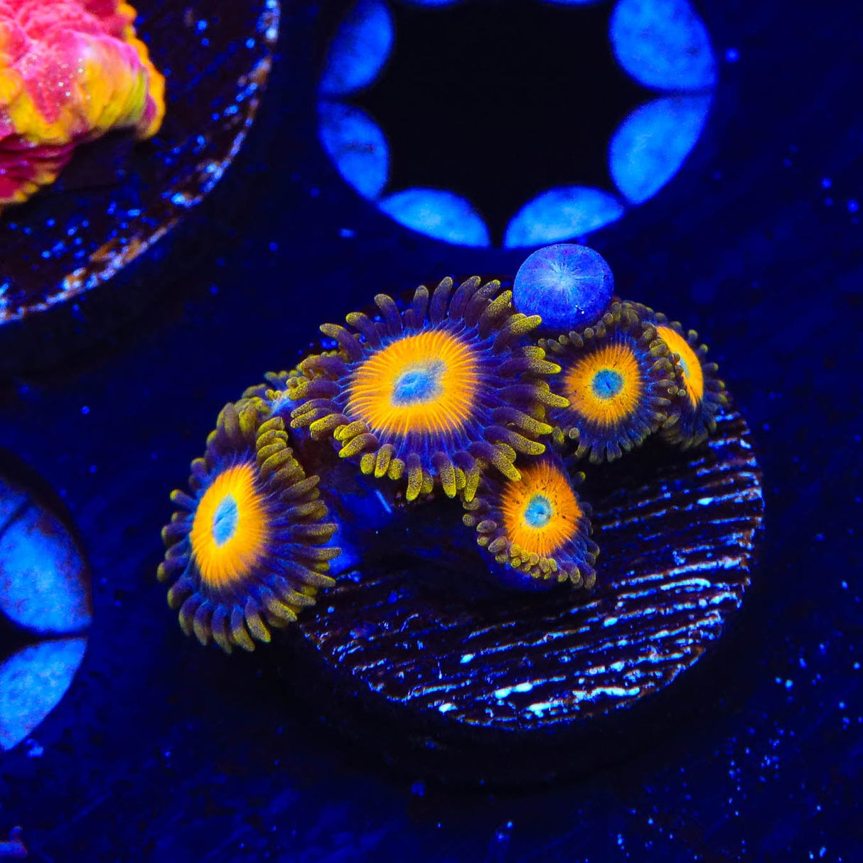 Scrambled Eggs Zoanthids Coral